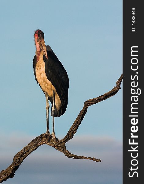 Marabou Stork - the undertaker of Africa