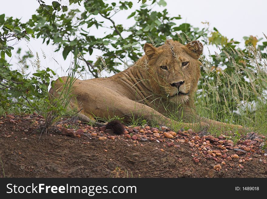 Young Lion, Letaba, Kruger National Park, South Africa