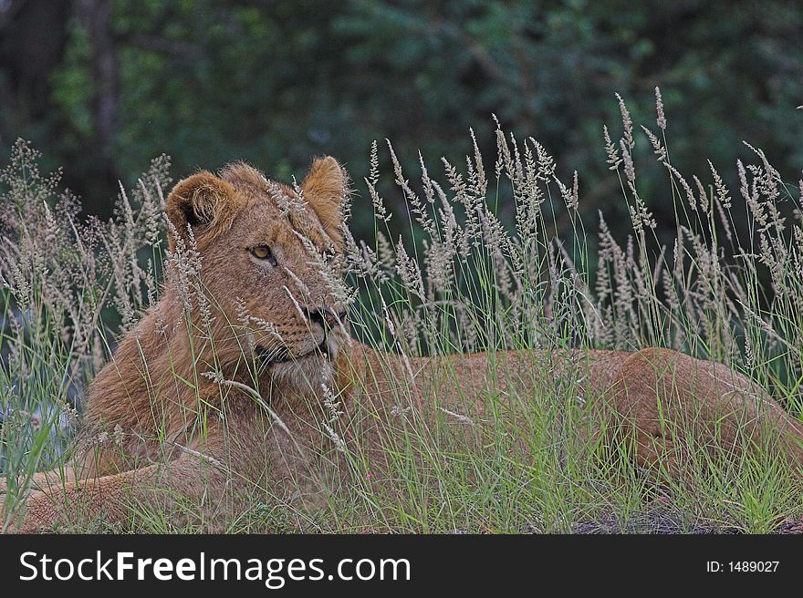 Young Lion lying in long grass near Letaba, Kruger National Park, South Africa