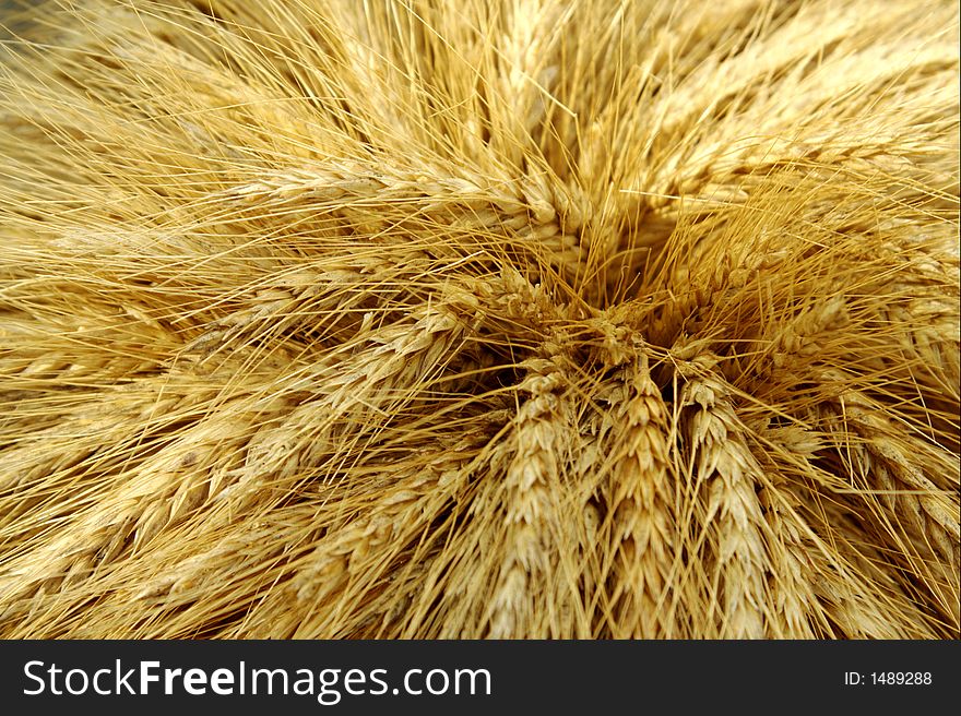 Harvested Rye