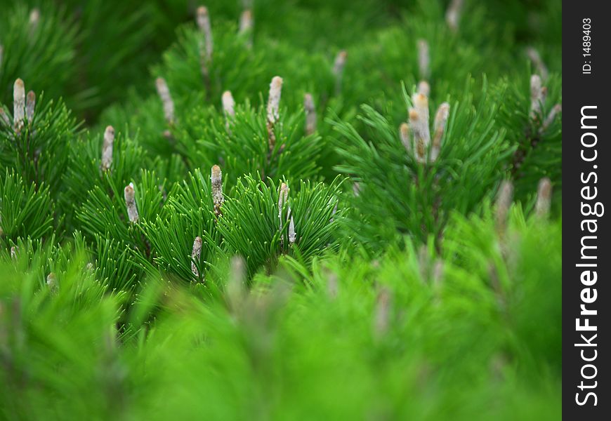 Green tree background. macro shot