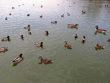 Ducks Royalty Free Stock Photo