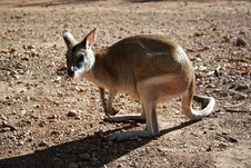 Australian Kangaroo Royalty Free Stock Images