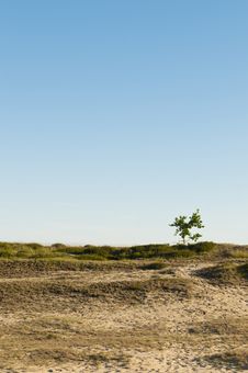 Dune Landscape With Lonely Tree Stock Image