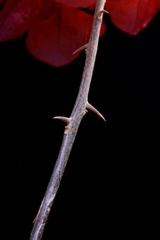 Plant With Thorns Stock Images Plant With Thorns Stock Images