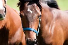Beautiful Bay Horse Portrait Royalty Free Stock Photos