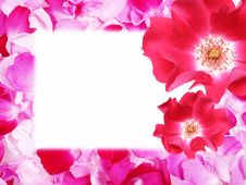 Frame From Rose Petals Royalty Free Stock Images