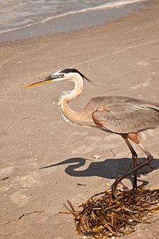 Great Blue Heron Stock Image Great Blue Heron Stock Image