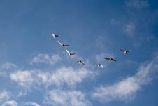 Swans In Flight Royalty Free Stock Images