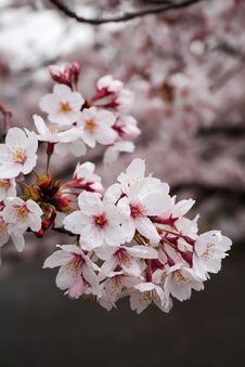 Sakura - Cherry Blossom Stock Photography Sakura - Cherry Blossom Stock Photography