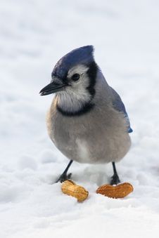 Blue Jay Guarding Peanuts Royalty Free Stock Image Blue Jay Guarding Peanuts Royalty Free Stock Image