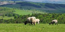Grazing Sheep And Lambs Royalty Free Stock Photography Grazing Sheep And Lambs Royalty Free Stock Photography