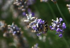 Working Bee Royalty Free Stock Photography Working Bee Royalty Free Stock Photography