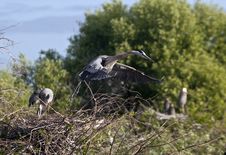 Great Blue Heron Royalty Free Stock Photos