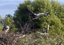 Great Blue Heron Royalty Free Stock Photography