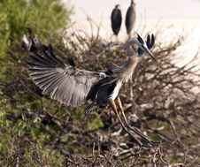 Great Blue Heron Stock Image