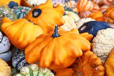 Colorful Pumpkins Stock Photos Colorful Pumpkins Stock Photos
