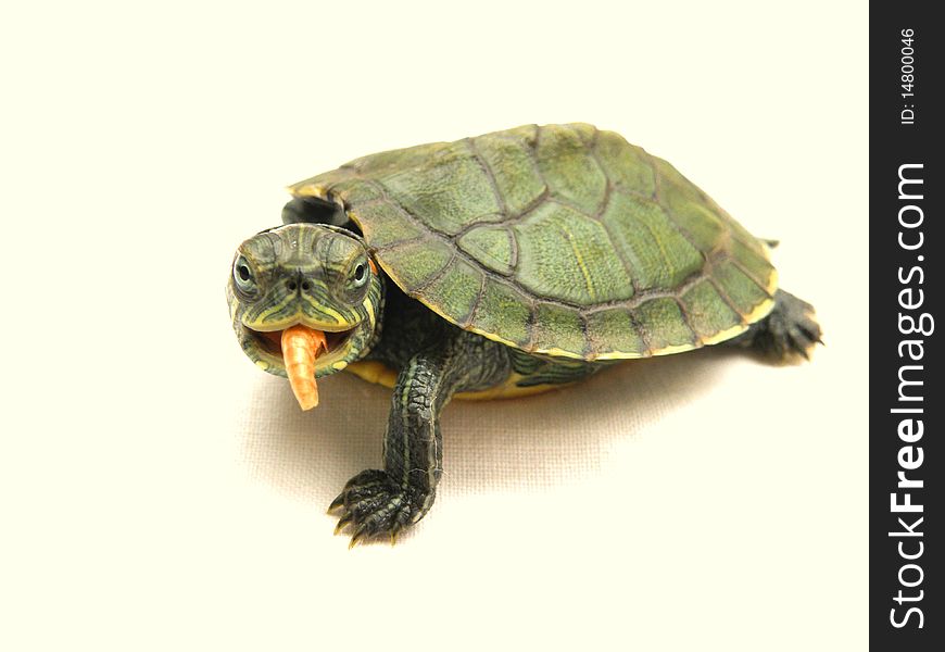 Small Turtle III