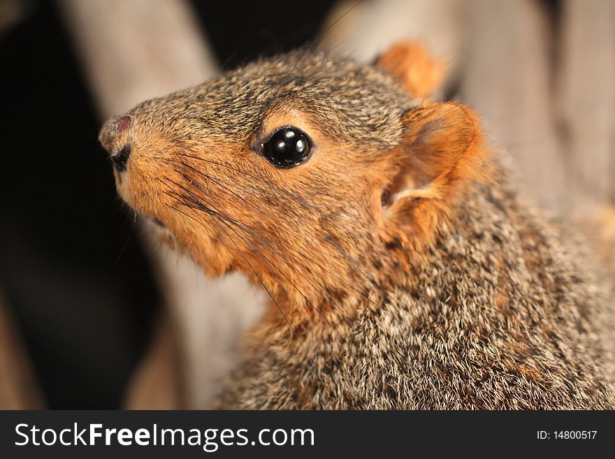 Closeup of a fox squirrel that has been stuffed.