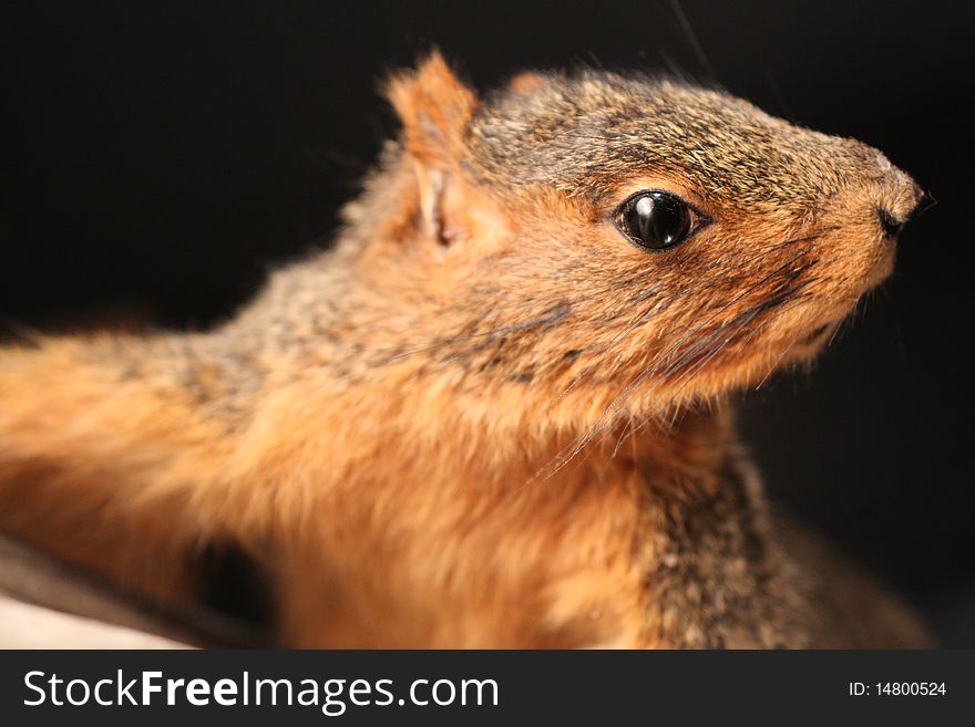 Closeup of a fox squirrel that has been stuffed.
