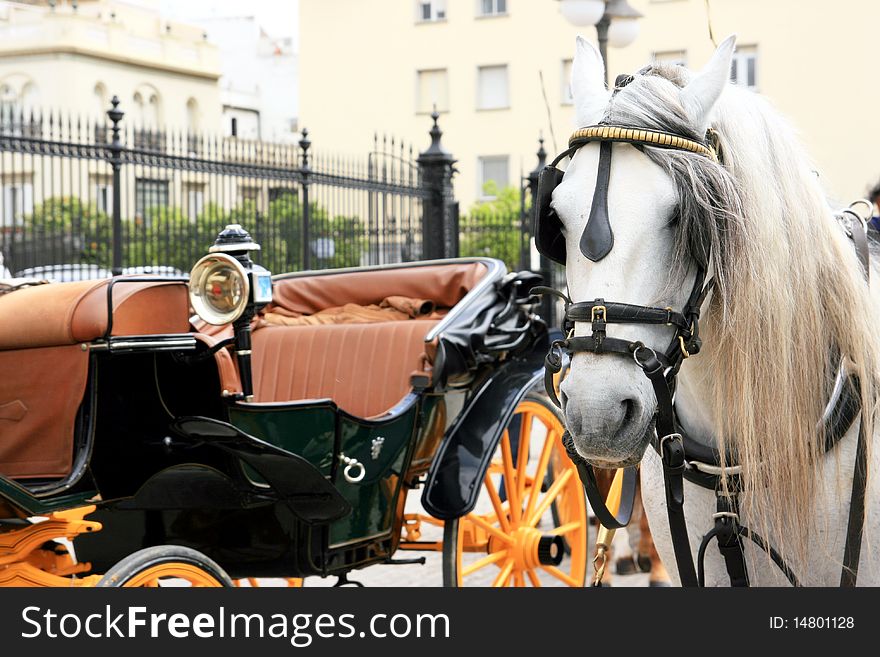 Cart and white horse on a square in Seville, Spain. Cart and white horse on a square in Seville, Spain