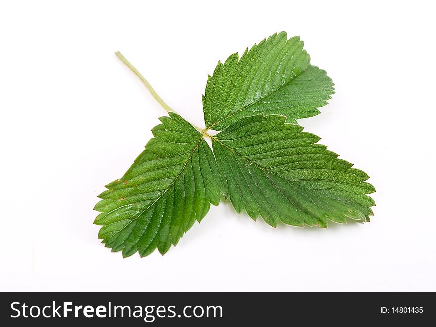 Strawberry leaf isolated on white