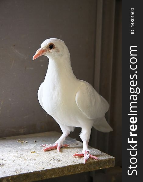 Homing pigeon inside the coop. Homing pigeon inside the coop.