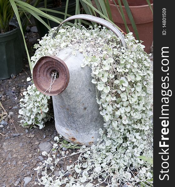 Metal watering can with  plant growing inside. Metal watering can with  plant growing inside