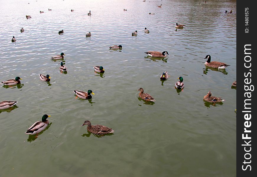 A pond in Prospect Park, NY filled with ducks.