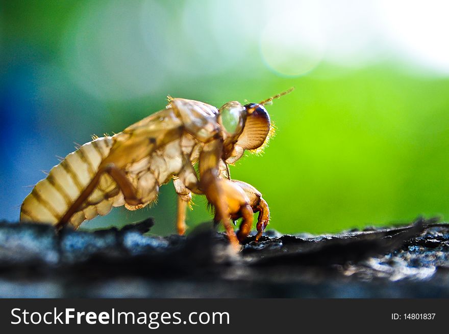 Cicada is Molt on tree