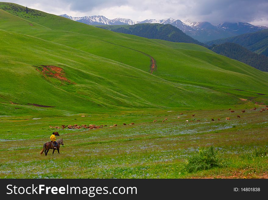 The shepherd on a horse in mountains