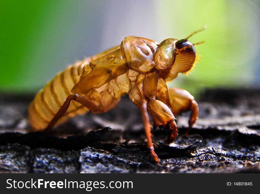 Cicada is Molt on tree