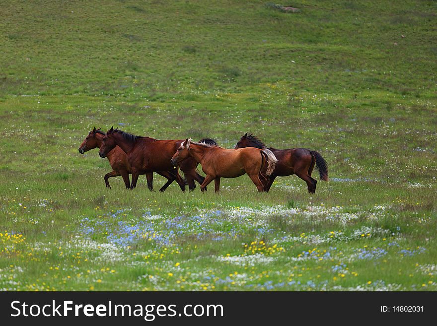 Horses on the green mountains. Horses on the green mountains