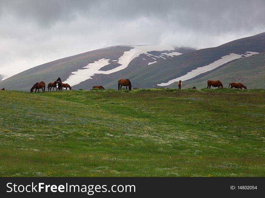 Horses on the green mountains. Horses on the green mountains