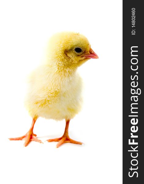 Yellow chicken isolated on a white background