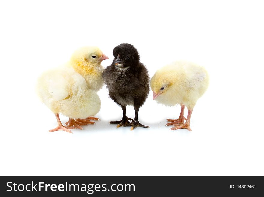 Black chick among a group of yellow chicks isolated on white background