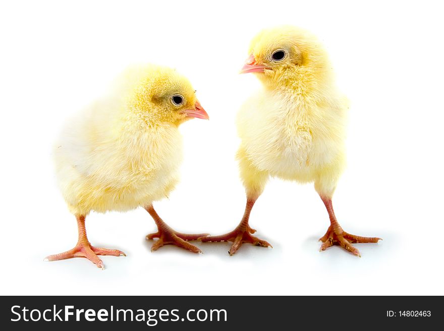Yellow chickens isolated on a white background