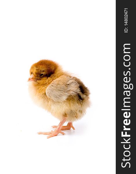 Brown chicken isolated on a white background