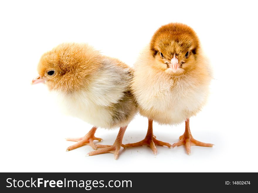 Brown chickens isolated on a white background