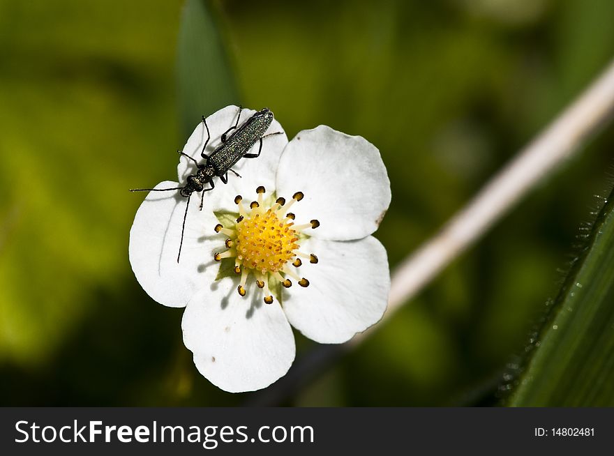 Wild Strawberry - Flower - Fragaria vesca with one of the Beetle - Oedemeridae