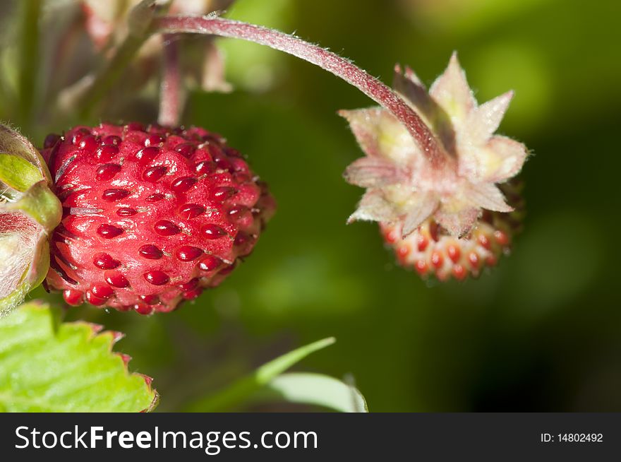 Wild Strawberry - Fragaria vesca - recording of the fruit