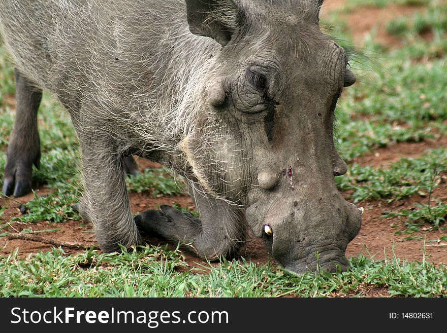Warthog feeding on grass and roots, Hluhluwe, South Africa. Warthog feeding on grass and roots, Hluhluwe, South Africa