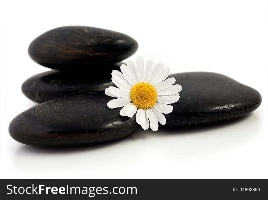An image of white flower at little black stones. An image of white flower at little black stones