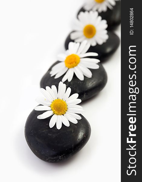 An image of white flowers on black stones. An image of white flowers on black stones
