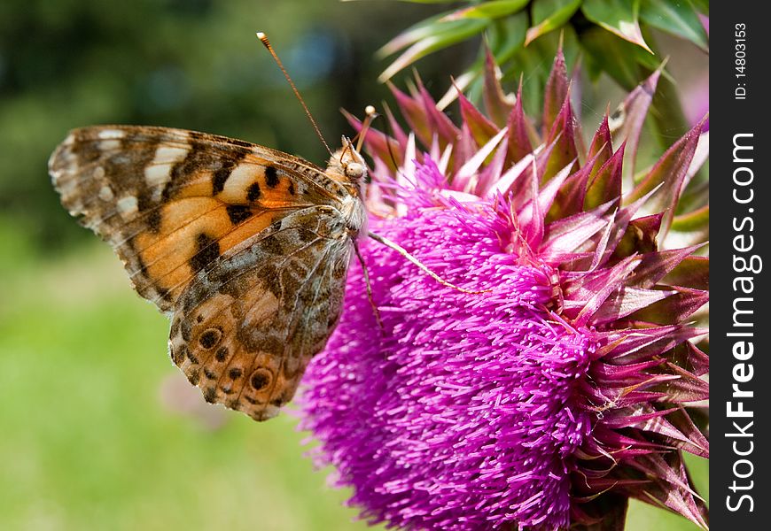 A butterfly collects floral nectar
