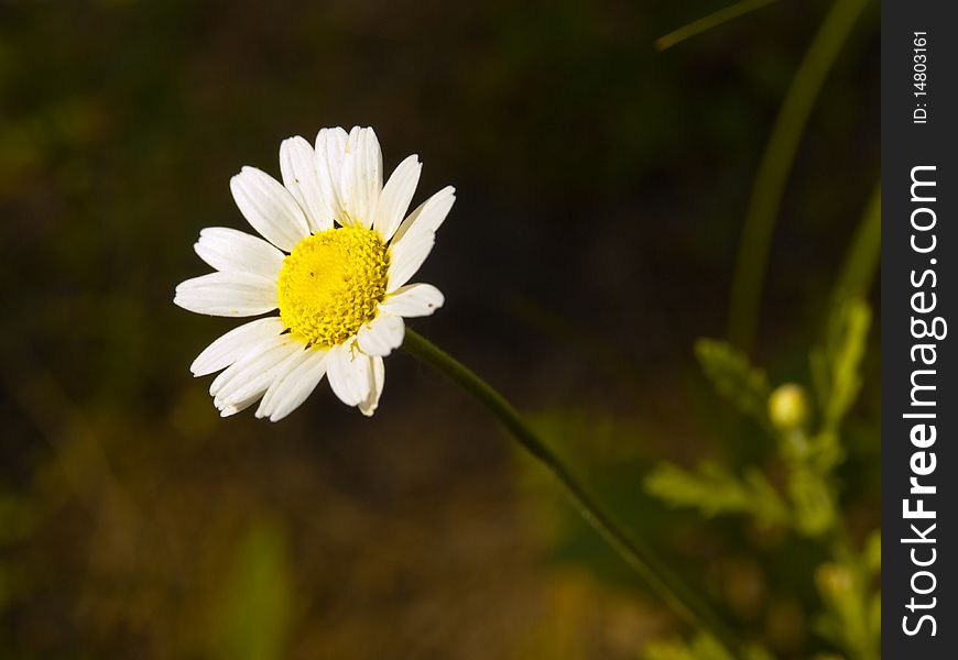 A camomile is a pharmacy for healing of illnesses