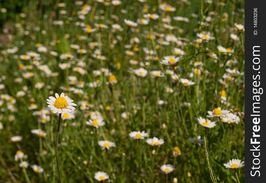 Meadow with by a great number camomiles