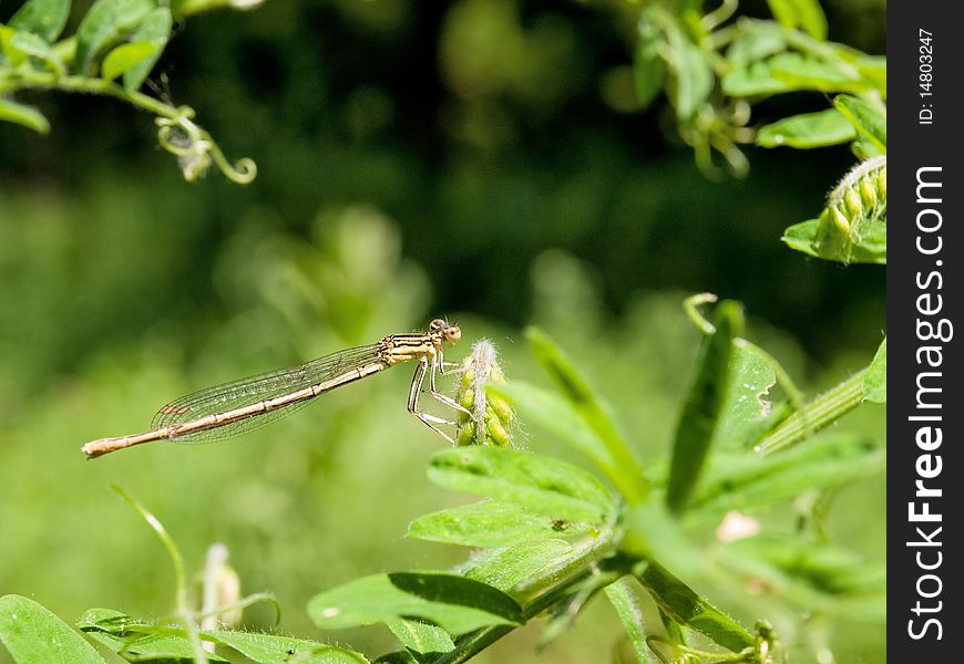 A dragon-fly sitting on a branch