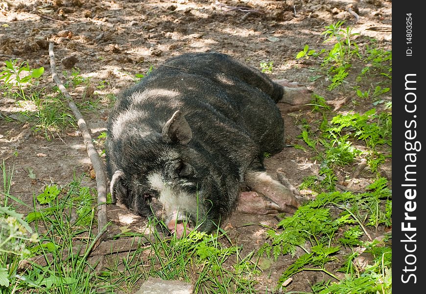 A wild boar sleeps under a tree