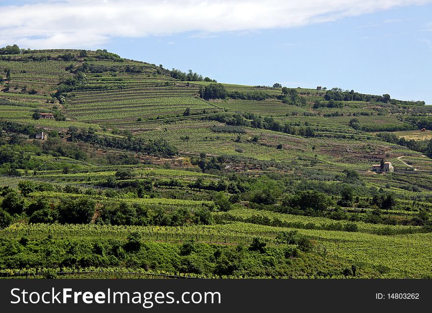 Grape Vineyards On A Terraced Hill